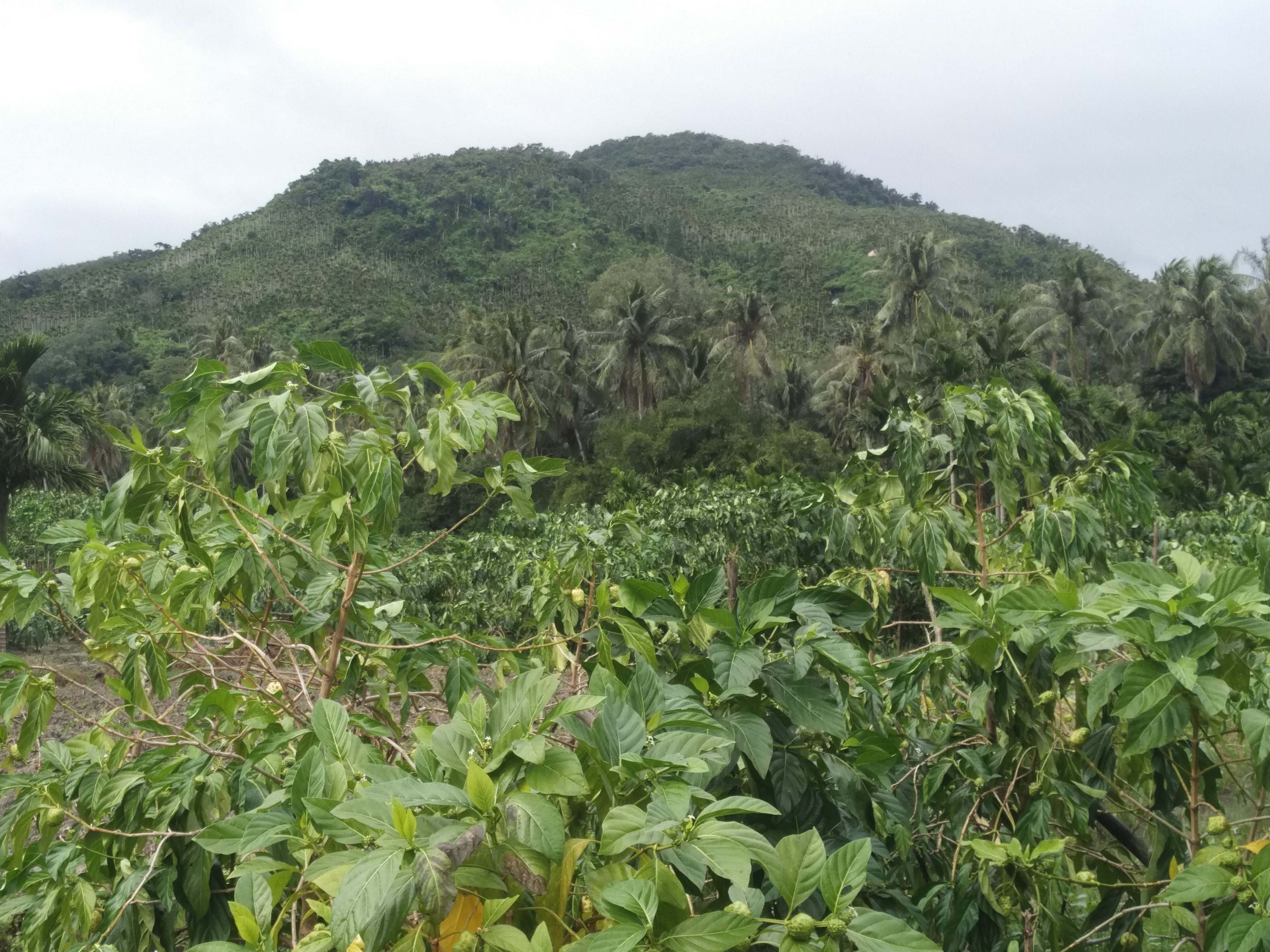 千泰诺丽四号种植基地万宁福田村委会村企合作基地