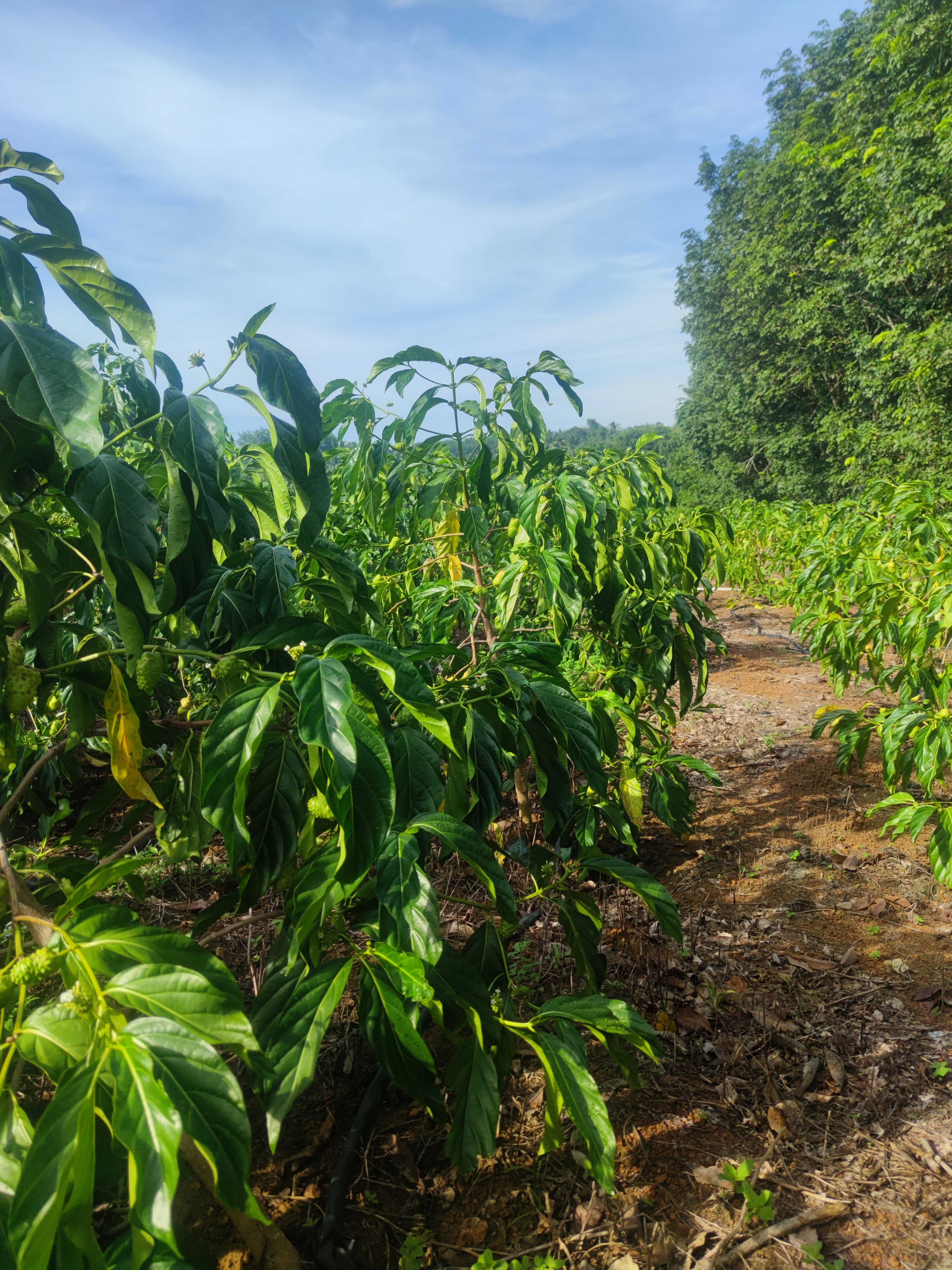 千泰诺丽大茂种植基地背靠高山面朝大海