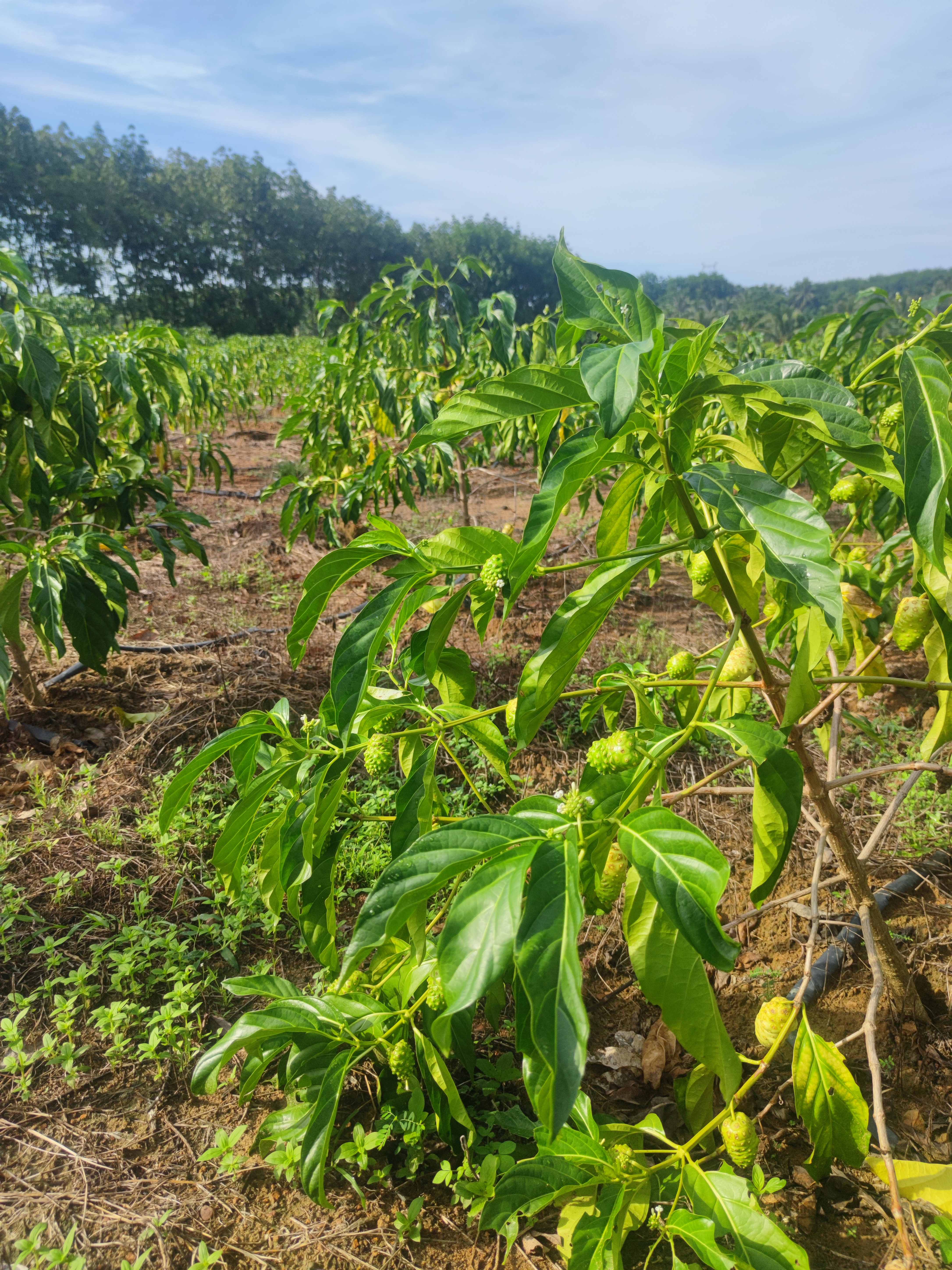 千泰诺丽三号种植基地科研示范园区全景